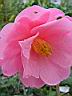 camellia sayonara 2.JPG